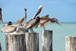 Braun - Pelikane auf Pier in Florida,USA