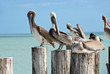 Braun - Pelikane auf Pier in Florida,USA Braun - Pelikane auf Pier in Florida,USA