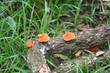 Foto: Wildwuchs Wildwuchs