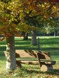Sitzbank an einem herbstlichen Baum