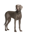 Weimaraner (9 months) Weimaraner (9 months)