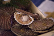 Photo: Coquille Saint-Jacques Coquille Saint-Jacques