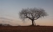 Kahler Baum auf abgeerntetem Feld am Abend