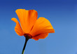Photo: California poppy - Eschscholzia californica California poppy - Eschscholzia californica