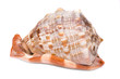 Seashell 1