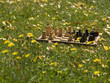 Chessboard