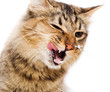 Photo: Angry cat with open mouth Angry cat with open mouth