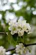 Apple tree flowers