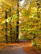 Herbstwald