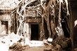 The jungle that surround temple of Angkor Wat in Cambodia