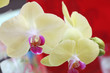 orchidée blanche