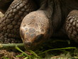 Riesenschildkröte