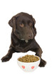 Dog Awaiting his Food
