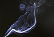 humo