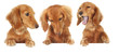 Three Dachshund puppies, add your own text or product. Three Dachshund puppies, add your own text or product.