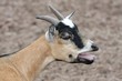 Bleating Goat Bleating Goat