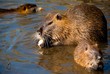 Nutria (Coypu) Nutria (Coypu)