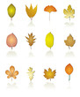 tree leaf icon
