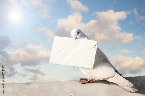 Foto: White dove with letter White dove with letter