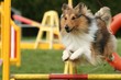 Dog in agility competition jumping over obstacle