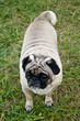 Male Pug standing in grass