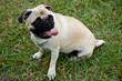 Pug female panting on grass