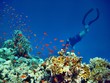 Red Sea