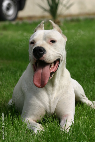 Photo: dogo argentino à la tête sympathique de face dogo argentino à la tête sympathique de face