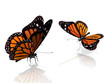 les papillons