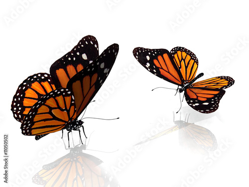 les papillons