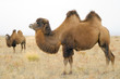 Two bactrian camels in asian steppe Two bactrian camels in asian steppe