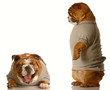 bulldog standing up looking down at bulldog laughing