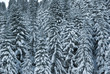 neige belledonne