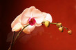 orquidé