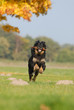 hovawart, hund, apportieren