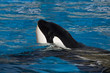 Orca