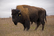 bison