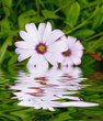 Foto: white flower reflecting white flower reflecting