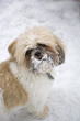 Shih Tzu in the Snow #2