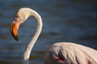 Fenicottero in Camargue