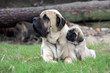le calin entre la maman et le chiot mastiff à la campagne le calin entre la maman et le chiot mastiff à la campagne