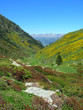 La vallée d'Eyne fleurie La vallée d'Eyne fleurie
