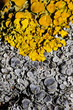 Two beautiful lichens