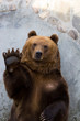 Ursus arctos