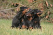 calin entre deux chiots beauceron et leur mere calin entre deux chiots beauceron et leur mere