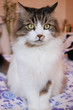 The most funny cat in the world