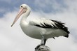 Australian pelican standing