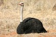 South African ostrich resting