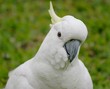 Yellow Crested Cockatoo Portrait