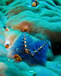 Christmas tree in front of a coral